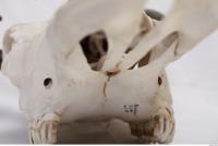animal skull 0036